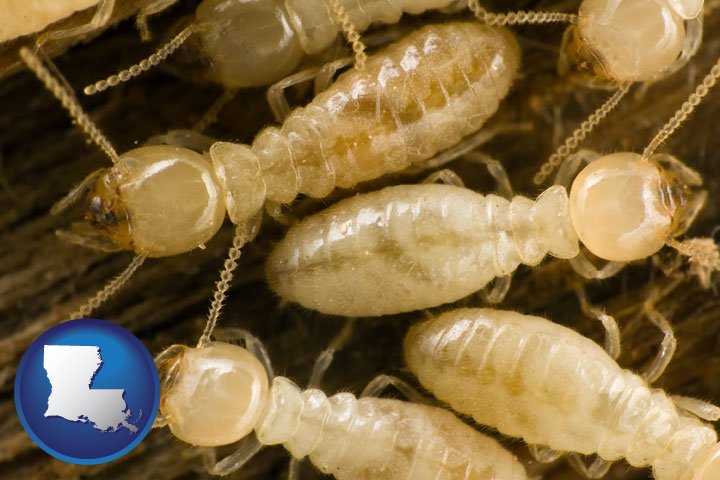 Termite Control in Louisiana - LA Termite Control